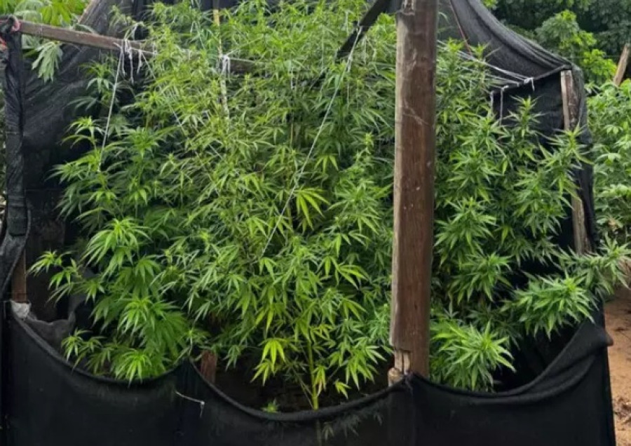 policia-civil-descobre-plantacao-de-maconha-e-um-arsenal