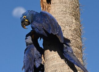 ARARA AZUL