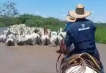 Cheia do rio Paraná faz produtores retirarem gado de fazendas